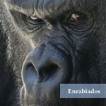 Enrabiados